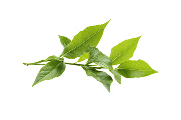 Close-up of fresh green leaves, isolated on a transparent background. Perfect for nature, wellness, and eco-themed projects.