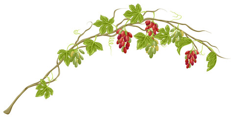 Grapes with leaves on stem. Branch with natural green and red vineyard berries. Grape vine with leaves, grapes and tendrils. Ripe grape cluster. Vector handdrawn grapevine isolated on white background