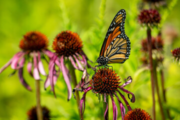A monarch butterfly lands on a purple coneflower in the early fall.