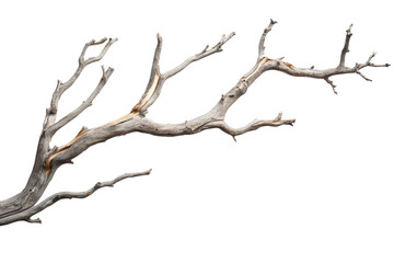 Fototapeta premium Dry tree branch isolated on transparent background. perfect for natural, rustic or organic design elements.
