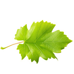 Fototapeta premium grape leaf