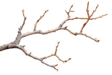 Fototapeta premium Close-up of a dry tree branch isolated on a transparent background. perfect for nature and organic-themed designs and projects.