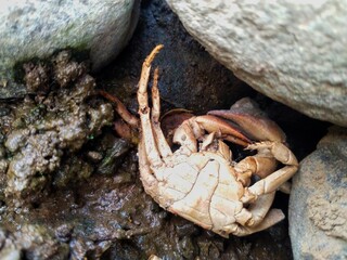 River crab 