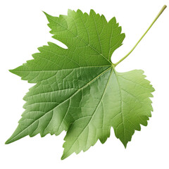 grape leaf