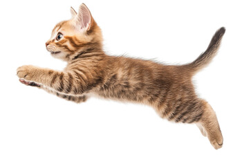 Fototapeta premium Adorable striped kitten mid-air in a playful leap, showcasing its agility and energy on a clean, transparent background.