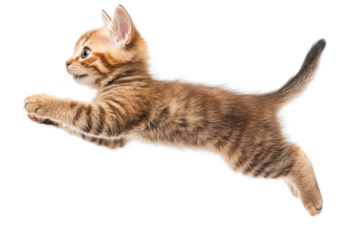 Adorable striped kitten mid-air in a playful leap, showcasing its agility and energy on a clean, transparent background.