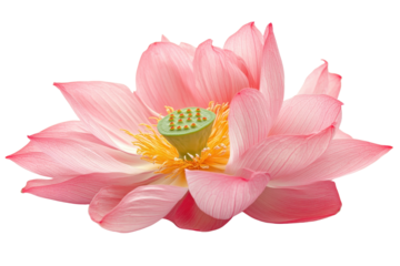 A stunning pink lotus flower in full bloom, showcasing its delicate petals and vibrant colors, isolated on a transparent background.