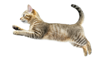 A playful tabby kitten leaping in the air with a transparent background. showcasing its agility and energy.