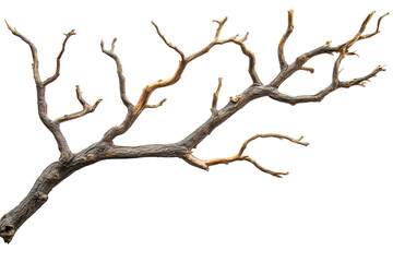 A detailed stock photo of a dry, bare tree branch isolated on a transparent background. ideal for natural or rustic-themed projects.