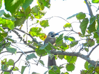 jay garrulus glandarius bird on tree branch