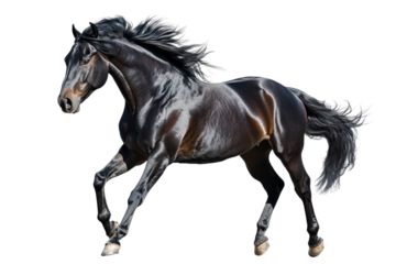 Majestic black horse running with powerful stride. Shiny coat glistens under light, showcasing beauty and grace in motion.