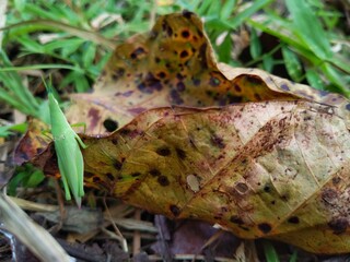 Small green grasshoppers manipulate on dry leaves and are surrounded by grass that looks very dense.