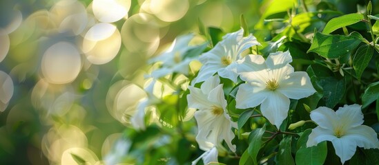 Selective soft focus on white Cape Cod Vine plant flowers blooming on green bushes, featuring copy space image.