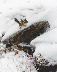 Chipmunk on a Snowy Boulder