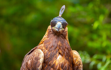 Close-up of a golden eagle wearing a cap covering its eyes. An eagle sits on a perch against a...