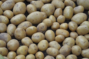 Verdure esposte . Carciofi, limoni, melanzane, aglio, cipolle, pomodori, funghi, arance, cachi, carote, mele, broccoli, patate