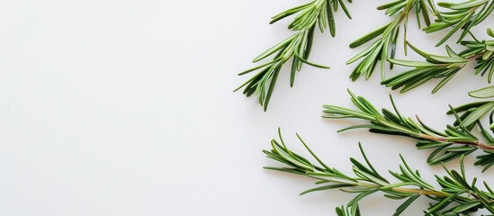 Naklejka premium Fresh rosemary twig seen from above on a white backdrop with copy space image.