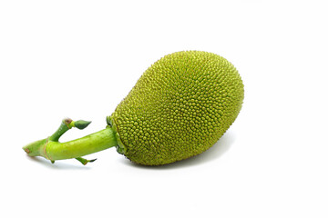 isolated jackfruit fruit on white background. it is a perennial plant. The trunk and branches when...