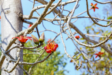 Red cotton tree is a perennial plant. Blossoms at the ends of the branches. The single flowers are large and clustered in red and orange. The base of the flower is a solid cup or calyx stuck together.
