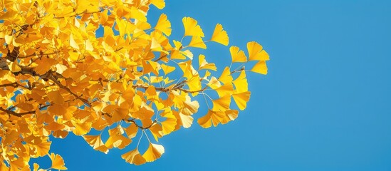 Vibrant yellow ginkgo tree contrasting against a clear blue sky, providing a visually appealing copy space image.