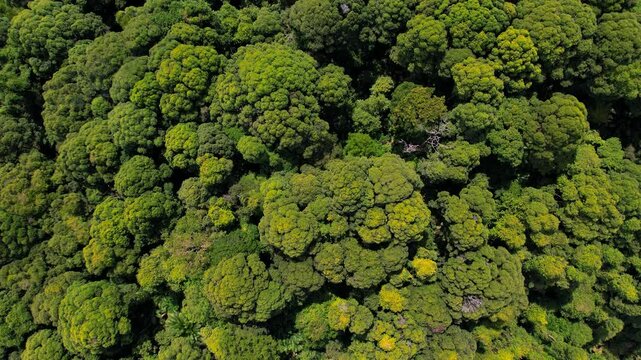 Aerial view of a lush forest in Giam Kanching, Rawang, Selangor, featuring dense trees.