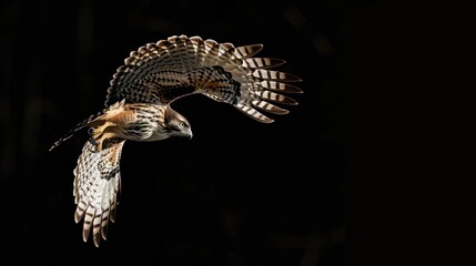 Fototapeta premium Hawk in Flight with Black Background.