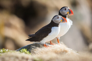 Pair of puffins in Iceland
