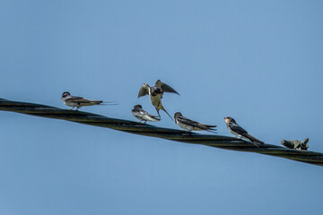 swallows perched on a power cable with blue sky in the background © Penny