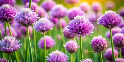 Fototapeta premium Close-up of vibrant chive flowers in full bloom, chive, flowers, blooming, purple, green, herb, plant, garden, nature, close-up