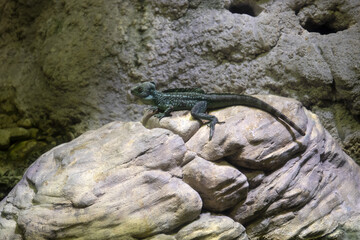 iguana