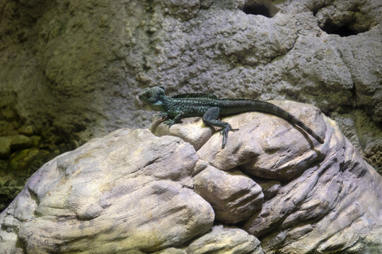 iguana