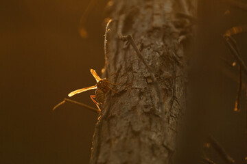 Texas paper wasp during sunset in nature.