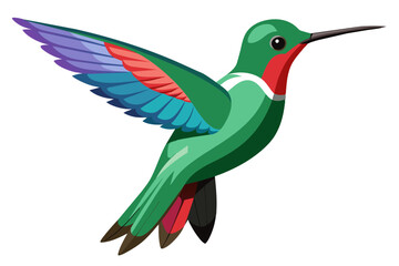 Broad billed hummingbird vector art illustration 