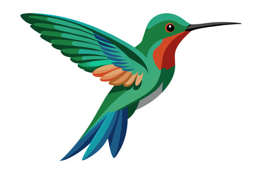 recommend clip art: Broad billed hummingbird vector art illustration 