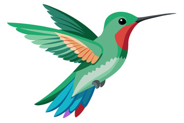 Broad billed hummingbird vector art illustration 