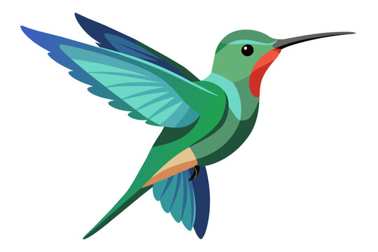 recommend clip art: Broad billed hummingbird vector art illustration 