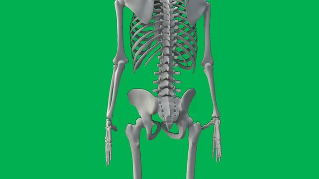 human skeleton animation video on green screen.
