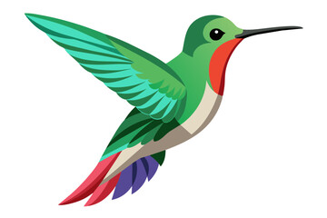 Broad billed hummingbird vector art illustration 