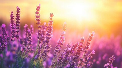 Obraz premium Lavender flowers on sunset background. Beautiful blooming lavender field with generative ai