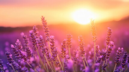 Naklejka premium Lavender flowers on sunset background. Beautiful blooming lavender field with generative ai