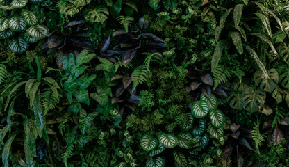 Leaf wall, plant wall, natural green wallpaper and background, nature wall, green forest nature...