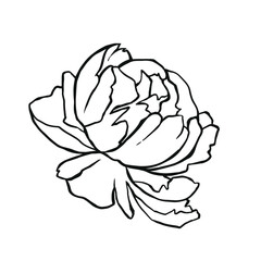 Linear outline peony flower tattoo