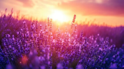 Lavender flowers on sunset background. Beautiful blooming lavender field with generative ai