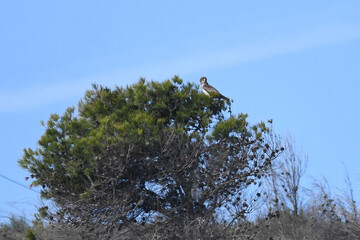 circa&egrave;te jean-Le-blanc