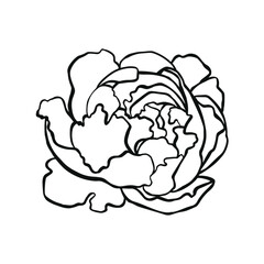Floristry Peony bud tattoo line