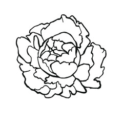 Flower tattoo outline peonies line monochrome