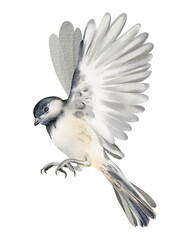Chickadee Watercolor Illustration oin flight on white isolated background. Hand drawn detailed bird. Tit silhouette. Wildlife bird design for postcard and sticker decoration.