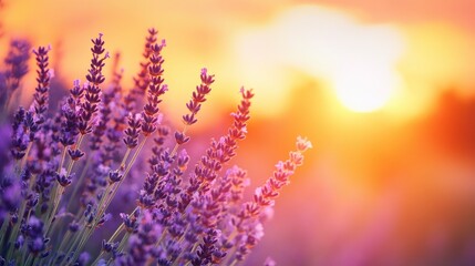 Lavender flowers on sunset background. Beautiful blooming lavender field with generative ai