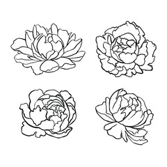 Set of linear outline peonies