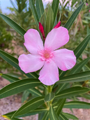 Bright pink oleander flower close up. Nerium oleander or Japanese flower or buttercup flower,...